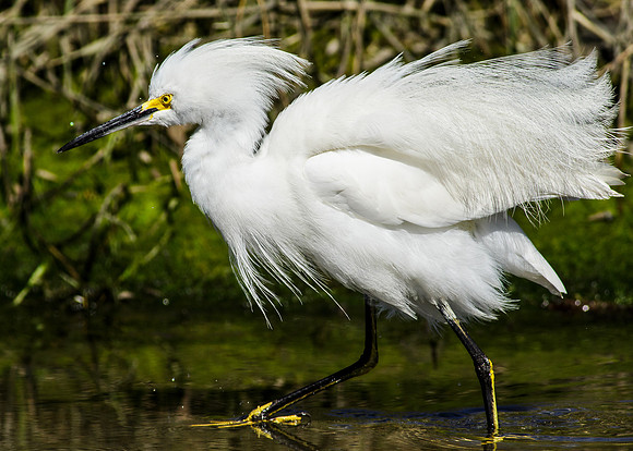 Ruffled