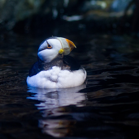 LB-Aquarium-9421