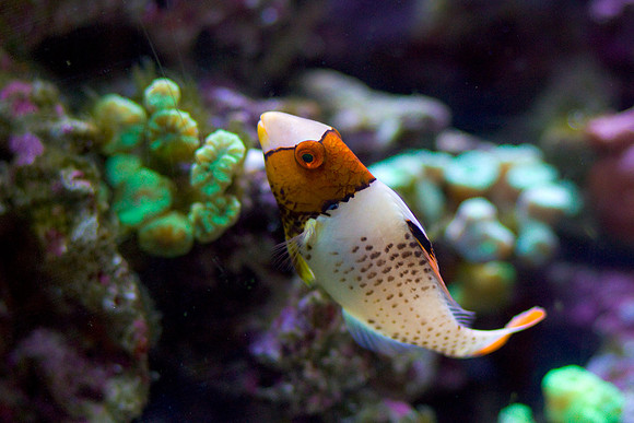 LB-aquarium-0563