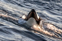 LB-WhaleWaching-2015-6491