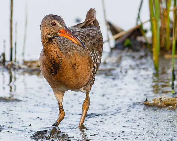 Clapper Rail
