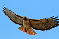 Red-tailed Hawk