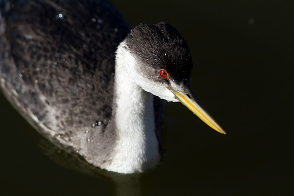 Western Grebe