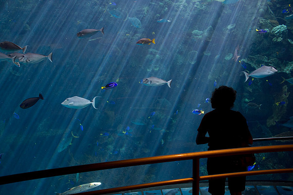 LB-Aquarium-0039