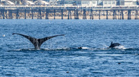 Divng off Redondo Beach