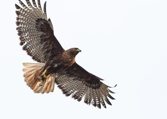 Female Red-Tailed Hawk in flight