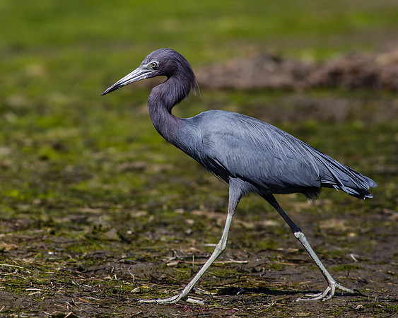Little Blue Heron