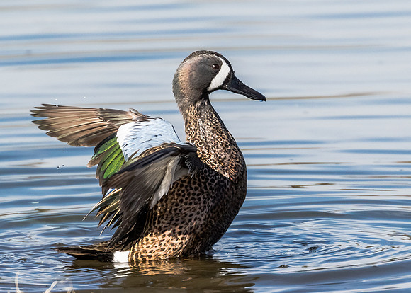 Male Blue-winged Teal