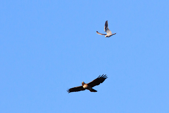 Battle in Kite territory