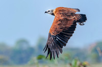 Black-collared Hawk
