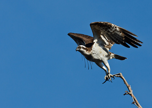 Osprey Fishing