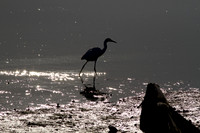 BolsaChica-5417