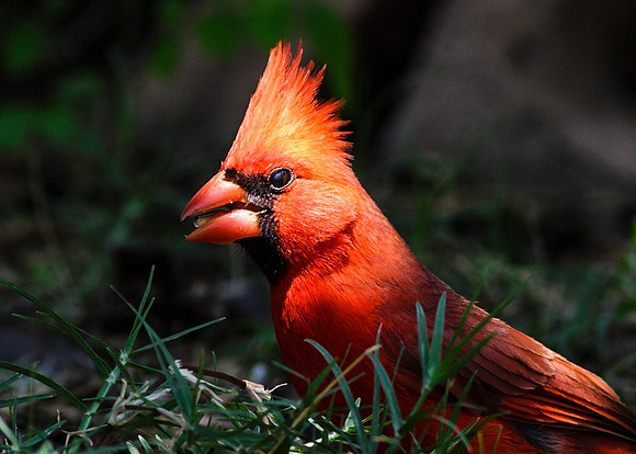 Male Northern Cardinal