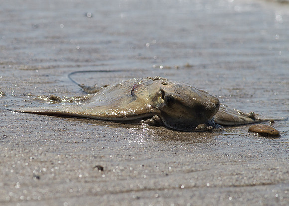 OC-Poche-Bch-3795