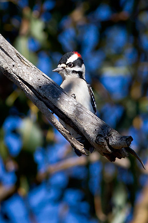 Downey Woodpecker
