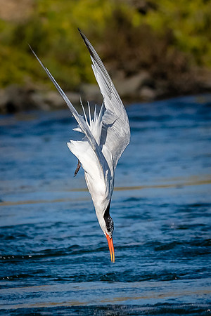 Dive Dive Dive.........