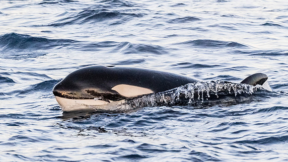 LB-WhaleWaching-2015-6623