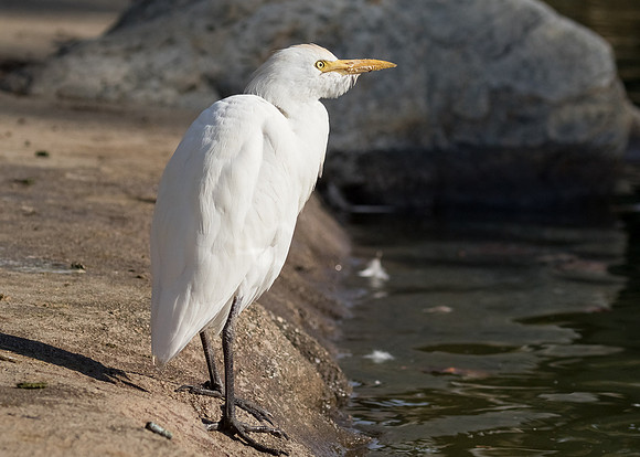 Cattle Egret