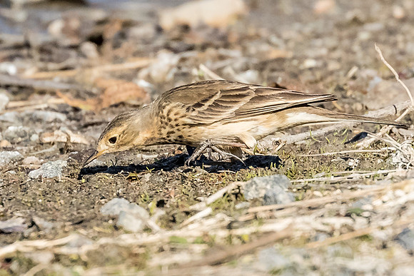 American Pipit
