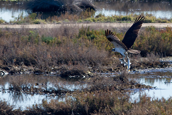 BolsaChica-Nov25-9976