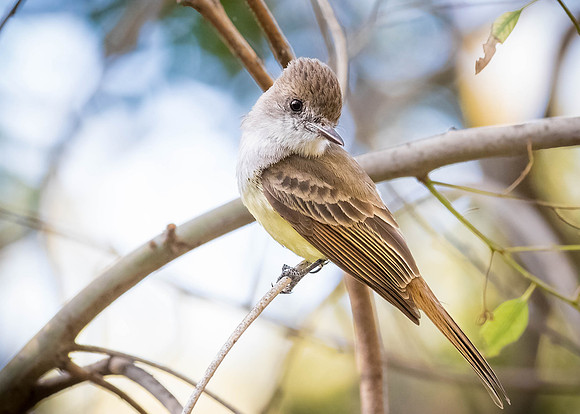 Dusky-capped Flycatcher