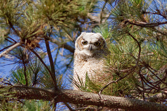 Great Horned Owl