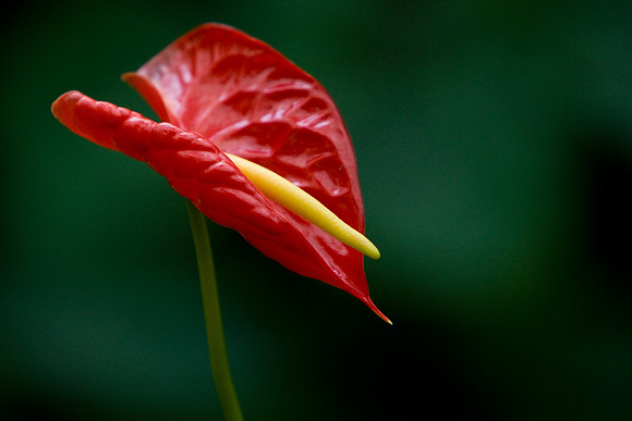 La-arboretum-22