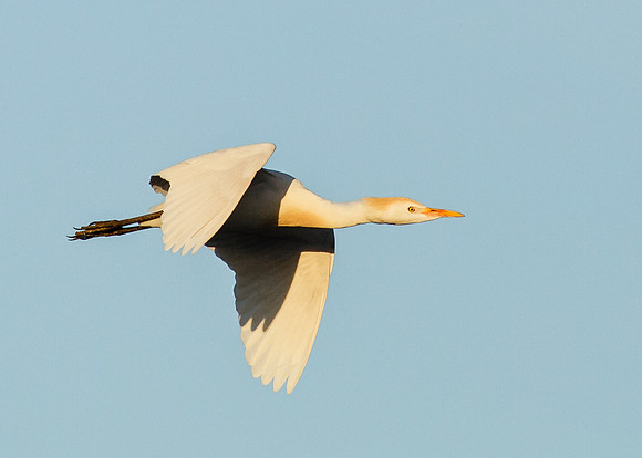 Cattle Egret in flight