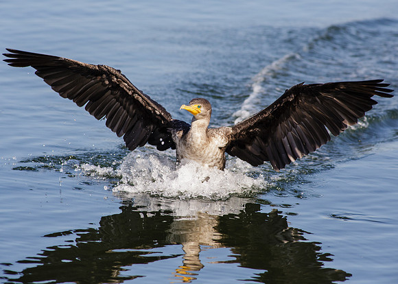 Splash Landing