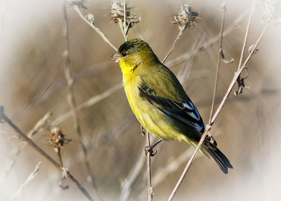 Lesser Goldfinch