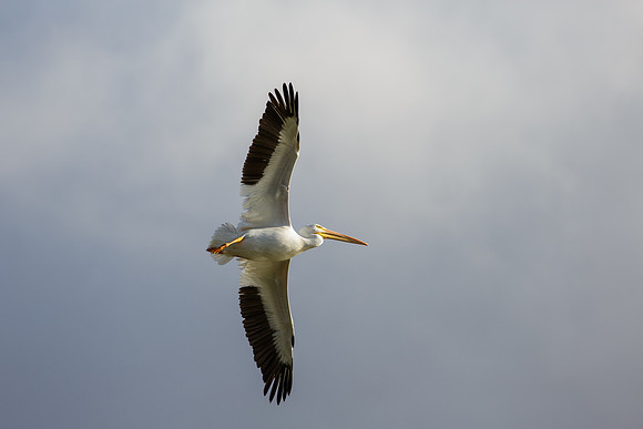 Pelican in-flight