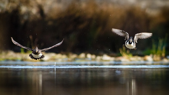 Mergansers coming at ya......