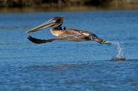 birds-irv-1084