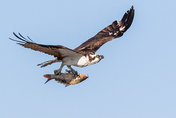 Victory flight