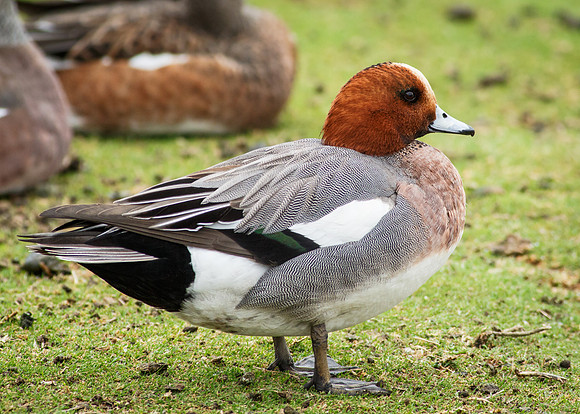 Eurasian Wigeon