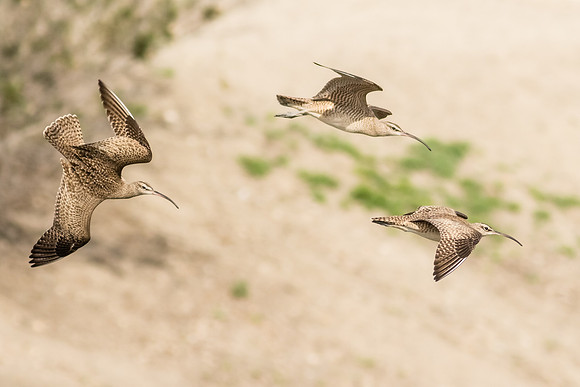 Whimbrel trio