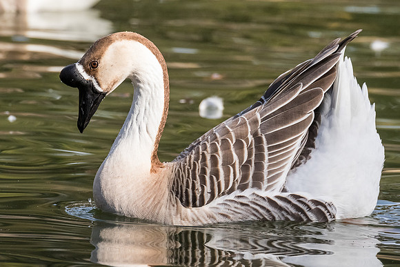 Domestic swan goose