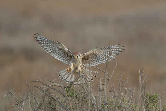 BolsaChica-Dec2016-6909
