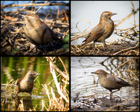 Rusty Blackbird