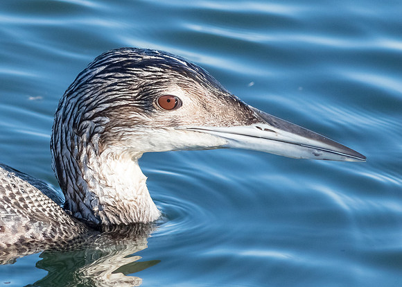 Common Loon