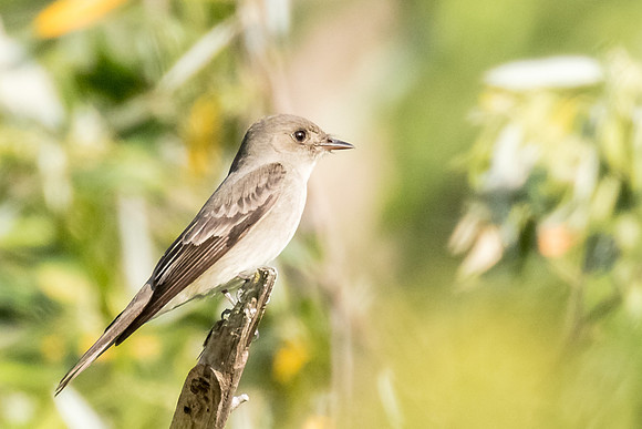 flycatcher