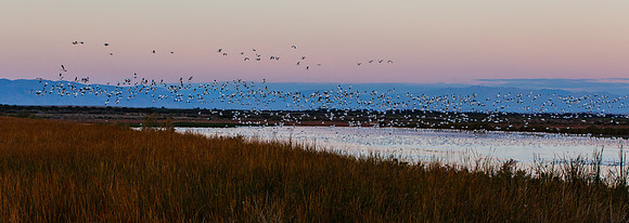 SaltonSea2013-7971
