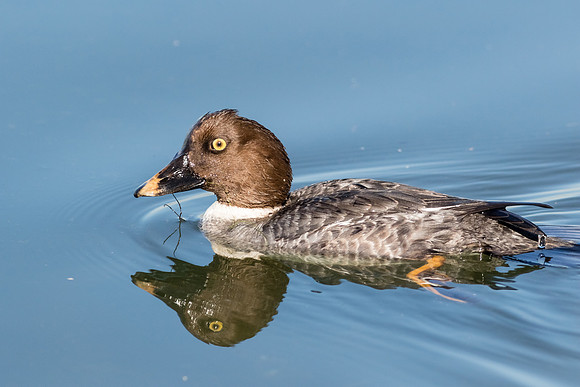 Female Common Goldeneye