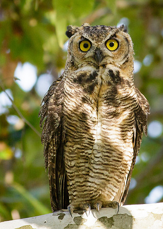 Wide-eyed Owlet