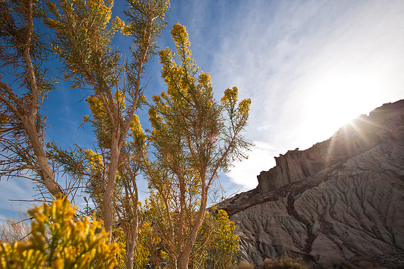RedRockCyn-3671