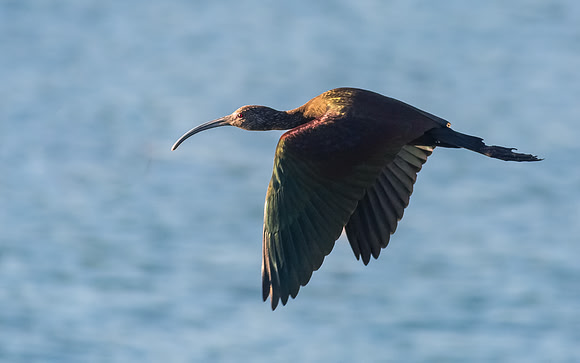 Ibis fly away.....