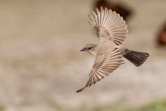 Say's Phoebe