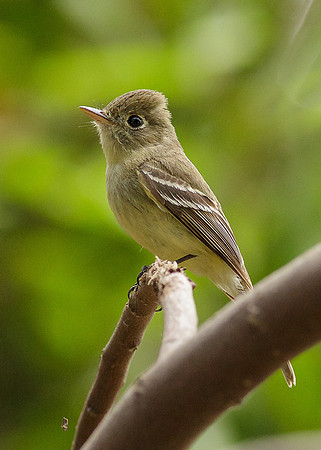 Pacific-slope Flycatcher