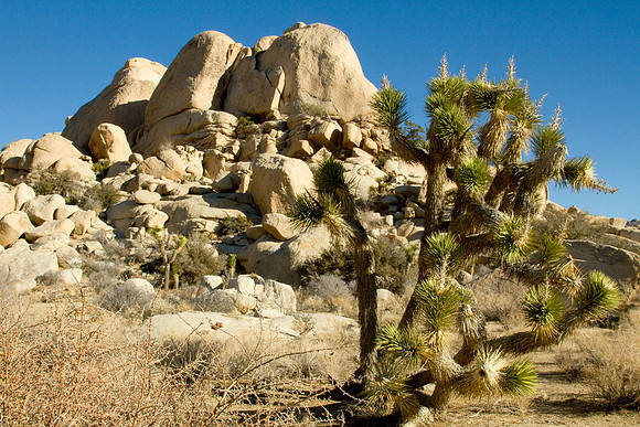 joshuatree09-2608
