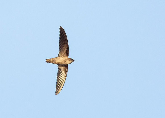 Swift flight